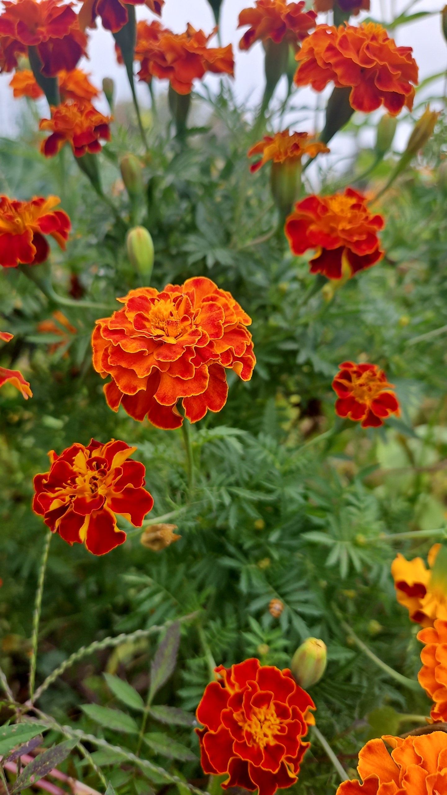 Orange Marigold Seeds
