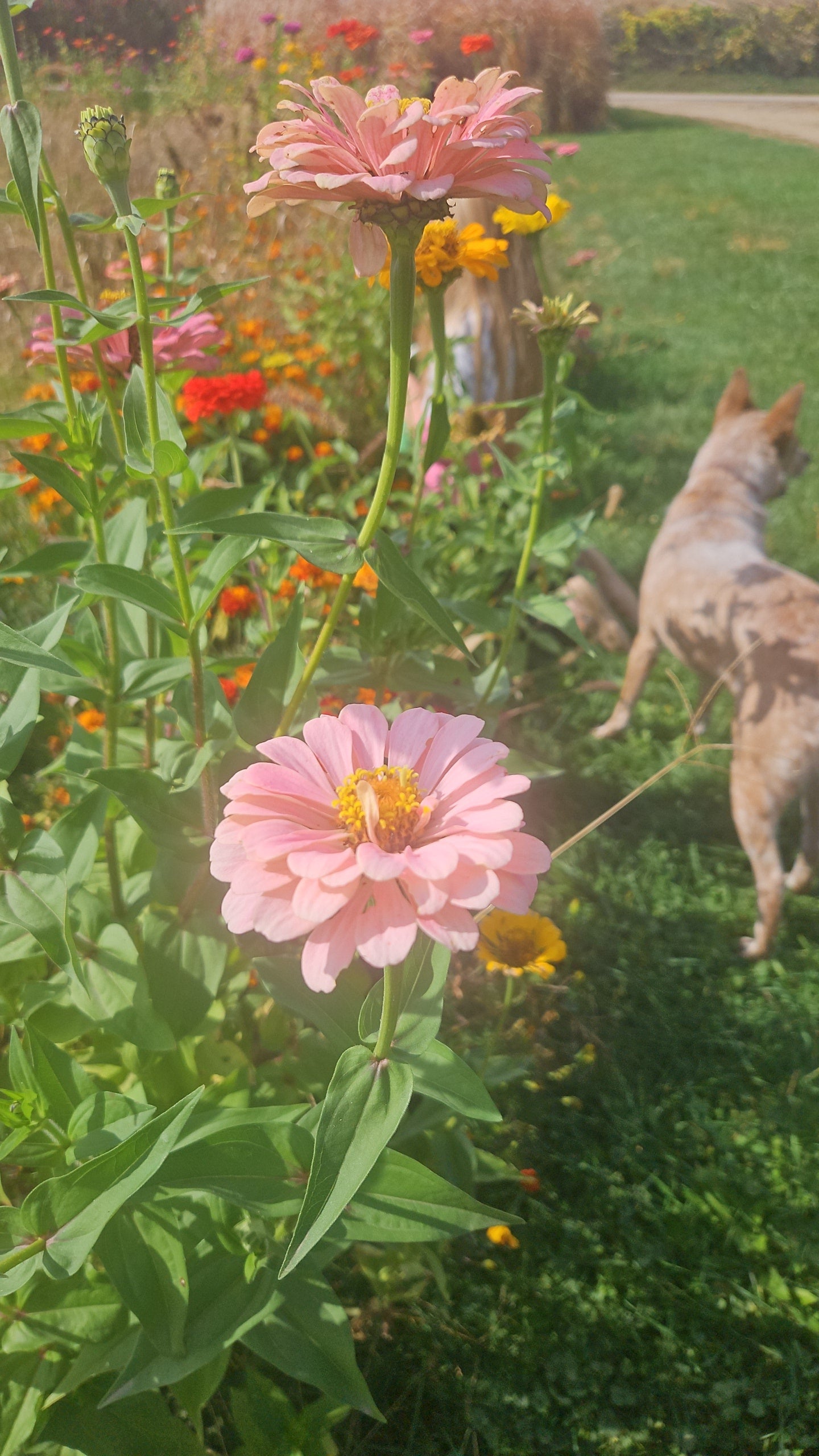 Mixed Zinnia Seeds
