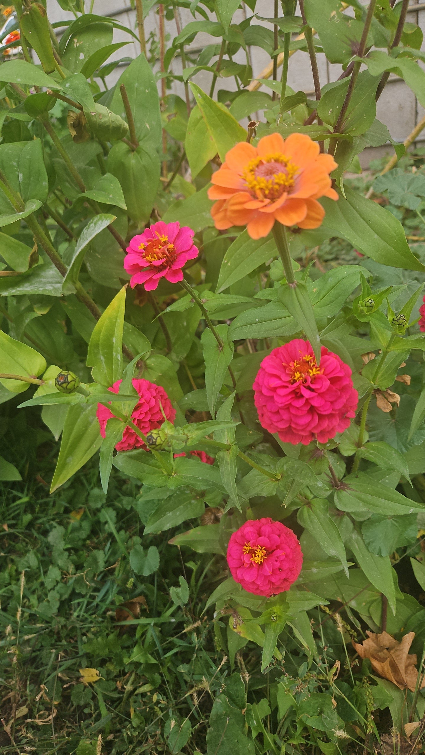 Mixed Zinnia Seeds