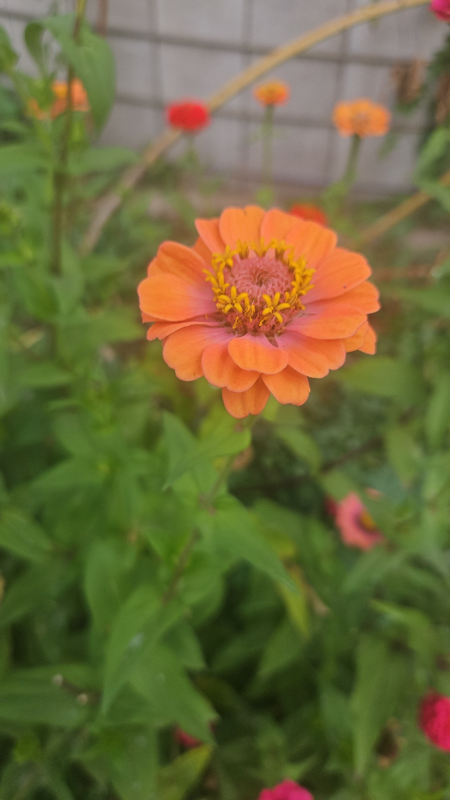 Mixed Zinnia Seeds