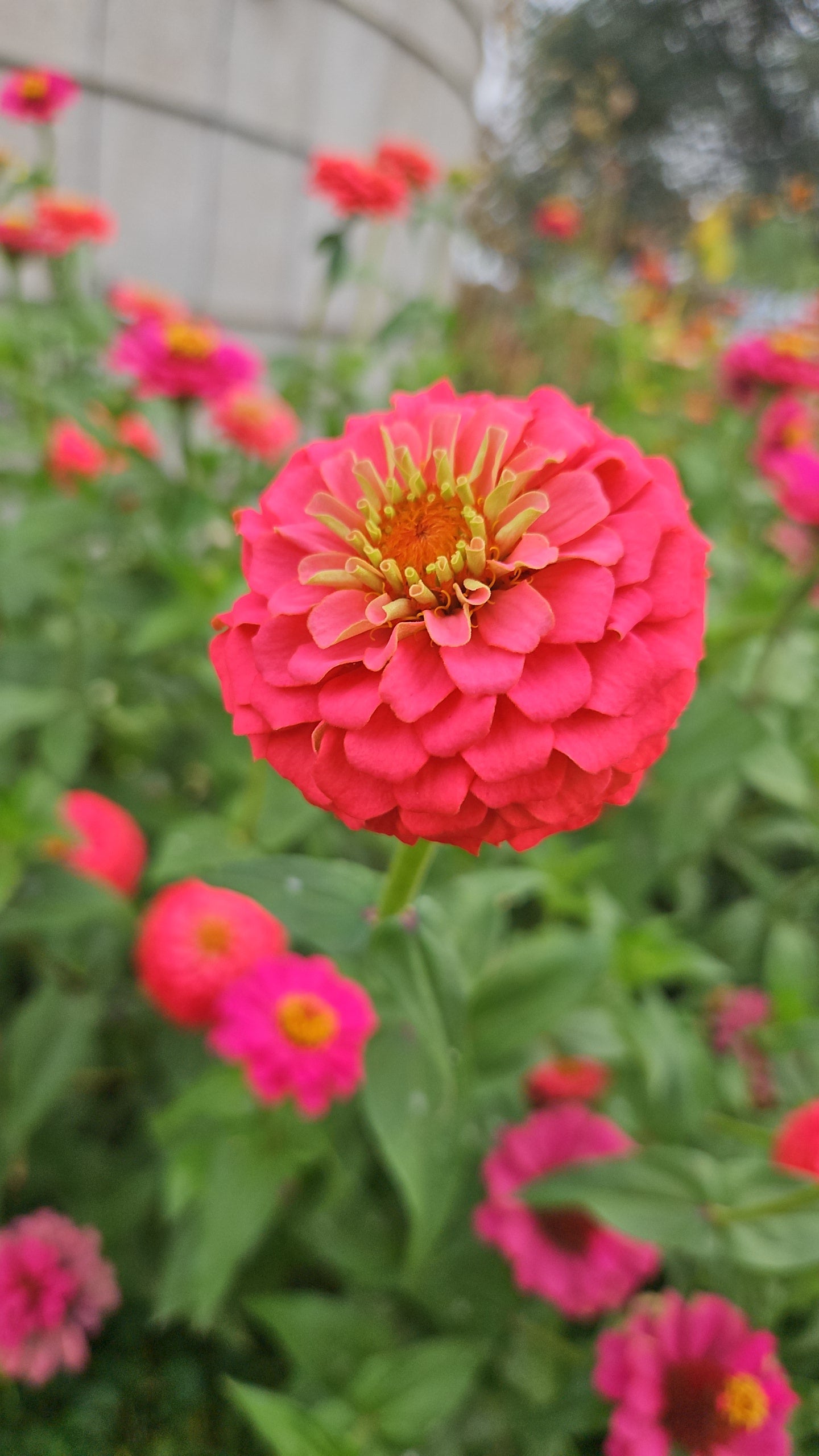 Mixed Zinnia Seeds