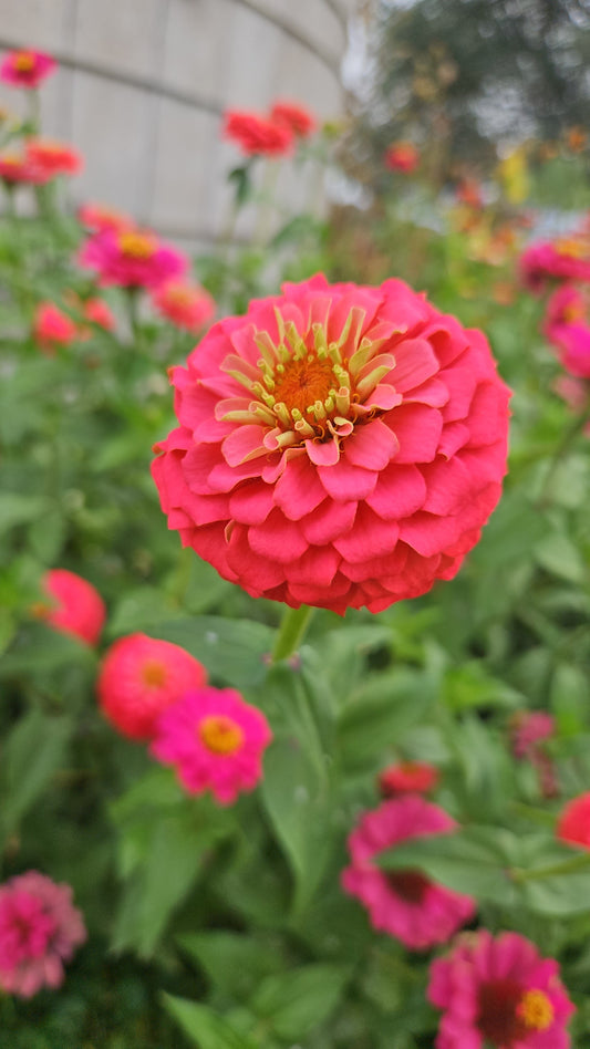 Mixed Zinnia Seeds