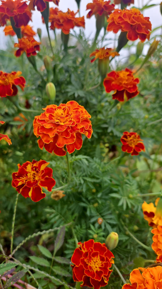 Orange Marigold Seeds