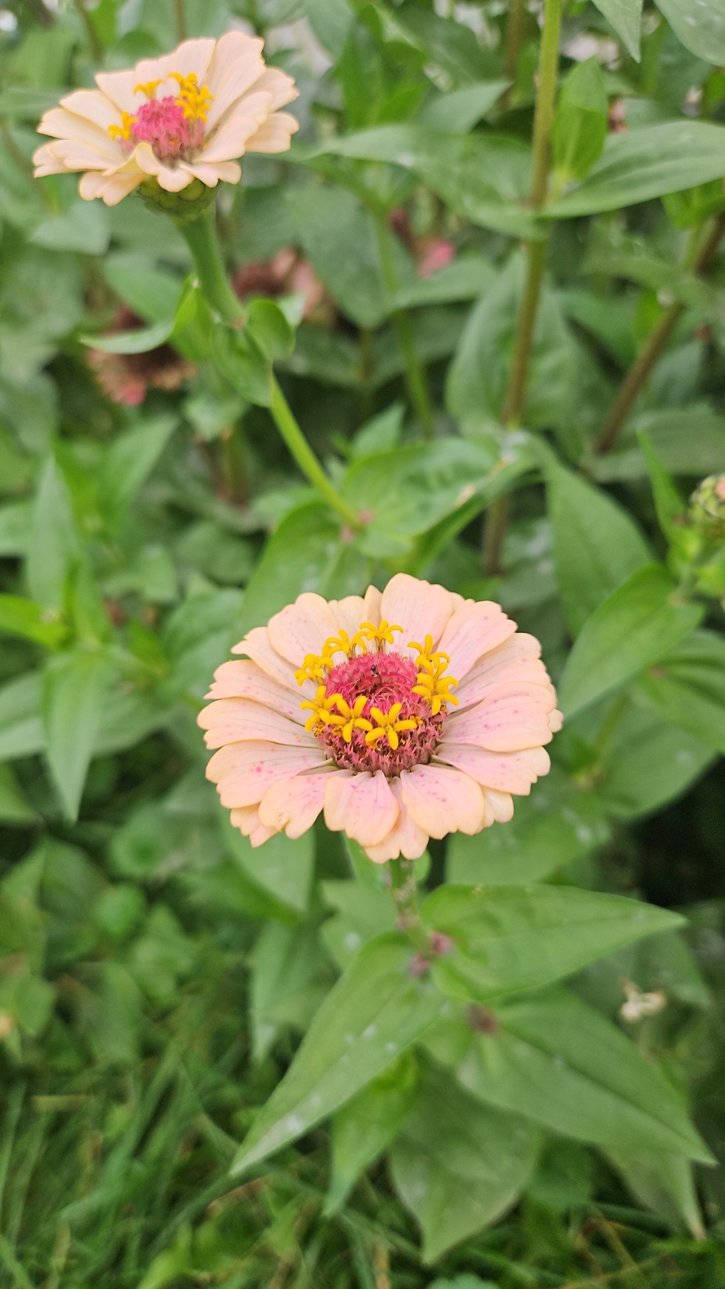 Mixed Zinnia Seeds