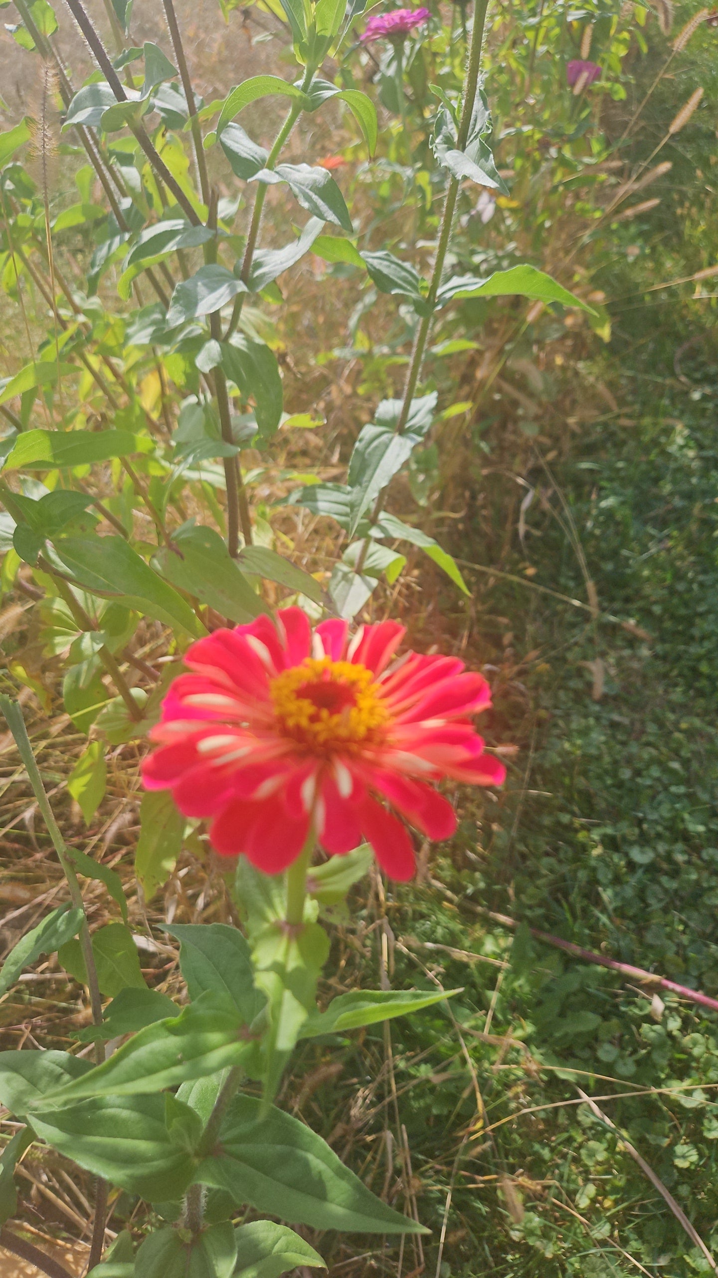 Mixed Zinnia Seeds